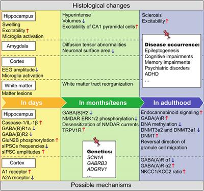 The long-term neurodevelopmental outcomes of febrile seizures and underlying mechanisms